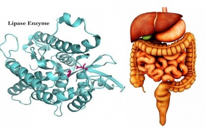 Tất tần tật những điều cần biết về enzyme tiêu hóa