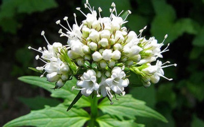 Sự kết hợp cây Nữ lang và công nghệ sinh học 5-tryptomin cho giấc ngủ ngon