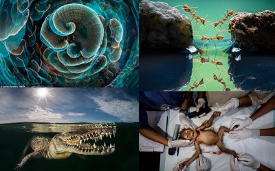 Chiêm ngưỡng những bức ảnh thiên nhiên hoang dã đẹp nhất năm