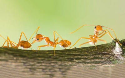 Chuyện thú vị: Loài kiến cũng có thể phát hiện ung thư?