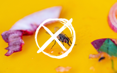 Những lưu ý khi đuổi và diệt ruồi trong nhà