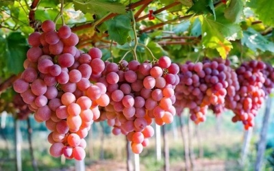 Loại trái cây tốt cho sức khỏe đường ruột