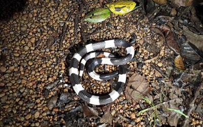 Một trẻ tử vong do rắn cắn, nhiều bệnh viện thiếu huyết thanh kháng nọc rắn