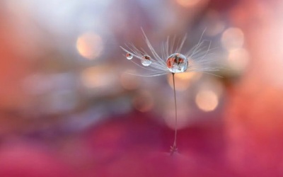 Tử vi thứ Ba (31/5/2022): Sư Tử nên tập trung vào các chi tiết nhỏ