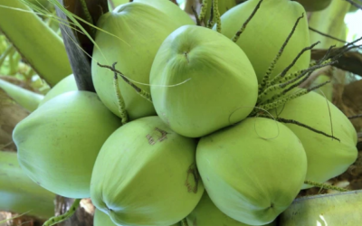 Vì sao nước dừa là thức uống bổ dưỡng?