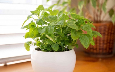 Cách sử dụng tía tô đất – gia vị nhiều lợi ích