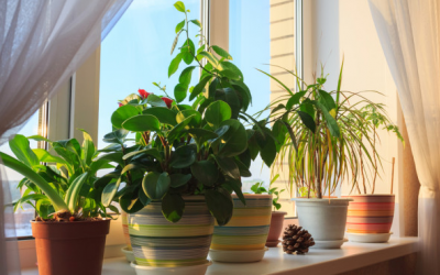 Cây nội thất giúp thanh lọc không khí trong nhà