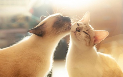 Tử vi thứ Hai (4/7/2022): Song Tử nên quan tâm hơn tới người yêu