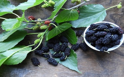 Lá dâu tằm tốt cho sức khỏe như thế nào?