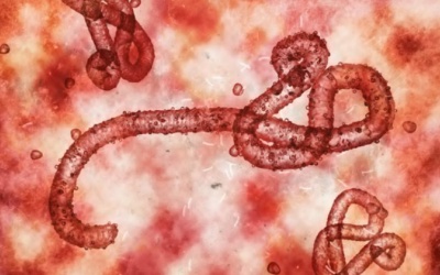 Thêm một loại virus mới bùng phát được WHO cảnh báo, tỷ lệ tử vong 90%