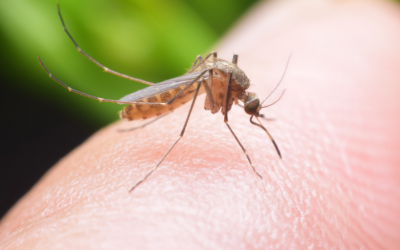 Vì sao tôi hay bị muỗi đốt?