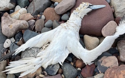 Cẩn trọng: Cúm gia cầm có thể là “đại dịch” tiếp theo!