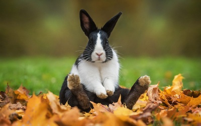 Tử vi thứ Ba (6/9/2022): Thiên Bình sẽ được chú ý nhờ sự hài hước, vui vẻ