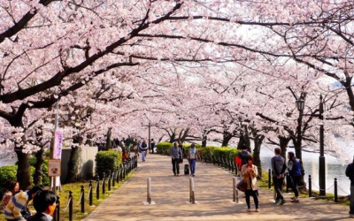 Du lịch Nhật Bản tiếp tục lên kế hoạch mở cửa đón khách du lịch quốc tế