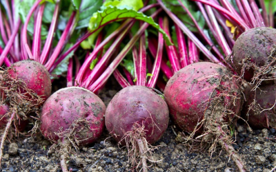 Bất ngờ với 7 lợi ích của củ dền