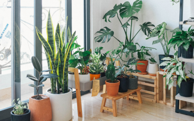 7 cây cảnh giúp lọc không khí trong nhà, cải thiện đường hô hấp