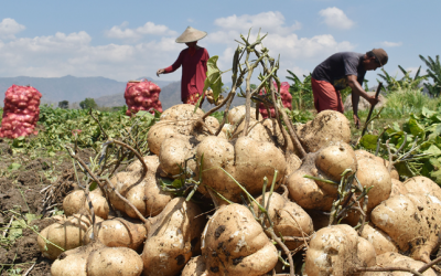 Bất ngờ với lợi ích của củ đậu