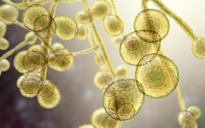 WHO: Nấm gây bệnh đang trở thành mối đe dọa đối với sức khỏe con người