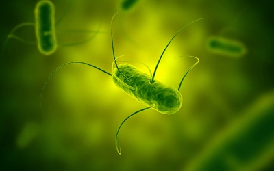Vi khuẩn Salmonella là gì và phải làm sao để phòng ngừa?