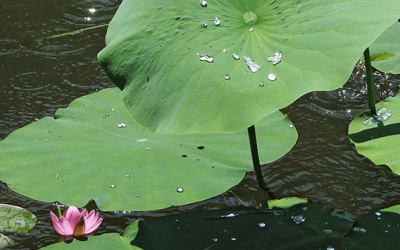 Lá sen cải thiện mỡ máu thế nào?