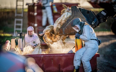 Châu Âu bùng phát đợt dịch cúm gia cầm tồi tệ nhất từ trước đến nay 