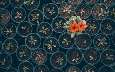 Tử vi thứ Bảy (31/12/2022): Kim Ngưu sẽ có cơ hội thể hiện mình