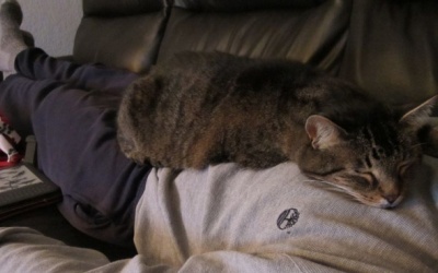 Mèo con đi học… và ngủ trên ngực tôi