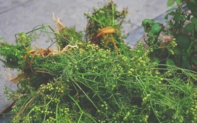 Hương mùi già và bữa tắm Tất niên