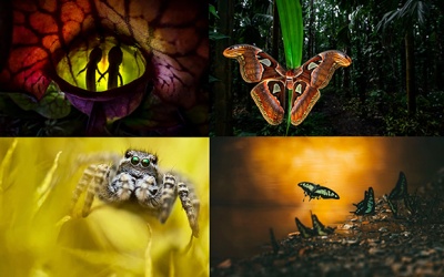 Ấn tượng với những bức ảnh cận cảnh đẹp nhất năm 2023