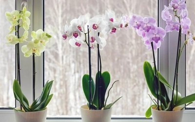 Trồng cây gì để khắc phục tình trạng nồm ẩm?