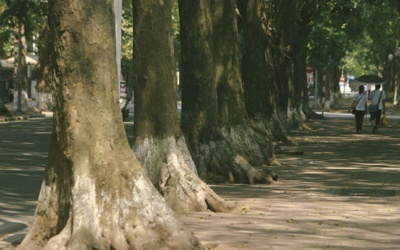 Đầu tuần, Bắc Bộ nắng ấm trước khi đón đợt không khí lạnh mới