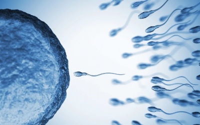 Đột phá: Thuốc tránh thai cho nam giới khiến tinh trùng 'ngừng bơi' tạm thời