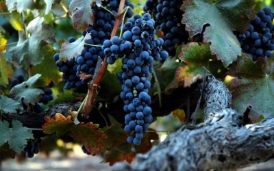 Syrah - giống nho huyền thoại