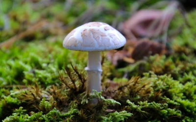 Ngộ độc nấm: Hiểm họa từ những loại nấm đẹp, bắt mắt