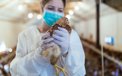 Viện Pasteur TP.HCM gửi công văn khẩn về cúm gia cầm H5N1