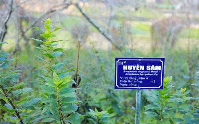 Trồng cây dược liệu: Từ vườn nhà, vườn rừng ra cánh đồng lớn