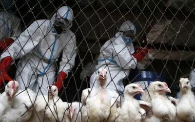 Những điều cần biết về nguy cơ lây nhiễm cúm gia cầm H5N1