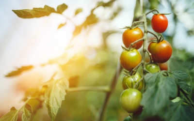 Ăn gì để chống lại tổn thương da do ánh nắng mặt trời?