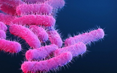 CDC cảnh báo về vi khuẩn đa kháng thuốc nguy hiểm lây lan ở trẻ em