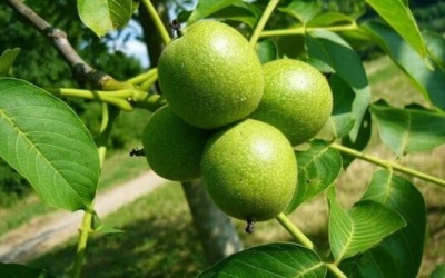 Dùng cây óc chó trị hở van tim có thực sự hiệu quả?