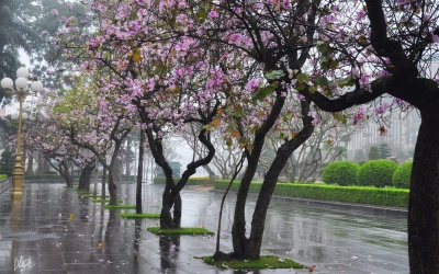 Miền Bắc không khí lạnh mạnh dần, gây mưa nhiều nơi