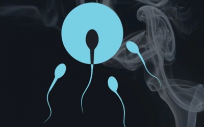 Khói thuốc lá làm suy giảm chất lượng tinh trùng