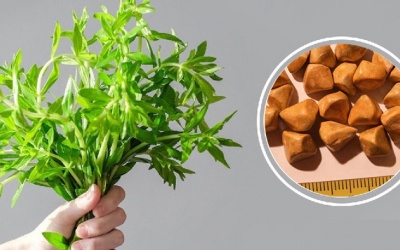Có nên dùng rau ngổ trị sỏi mật 5mm không?