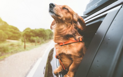 Tử vi thứ Bảy (8/4/2023): Sư Tử có thể thoải mái tận hưởng cuộc sống