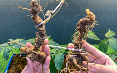 Nhận diện sâm Ngọc Linh - dược liệu quý hiếm và đắt đỏ