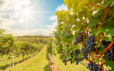 Biến đổi khí hậu ảnh hưởng thế nào đến ngành sản xuất rượu vang ở New Zealand?