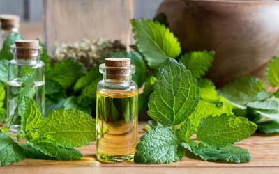 Tinh dầu bạc hà có thể cải thiện các triệu chứng bệnh Alzheimer