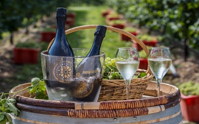 Sản xuất hữu cơ – hướng đi bền vững cho rượu vang Prosecco