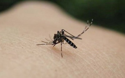 Mách bạn cách đuổi muỗi tự nhiên 