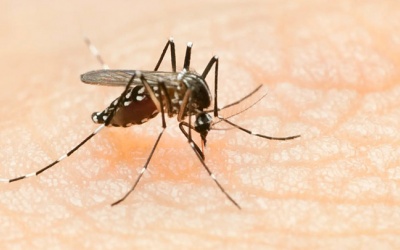 Mỹ phát hiện các ca sốt rét đầu tiên sau 20 năm 